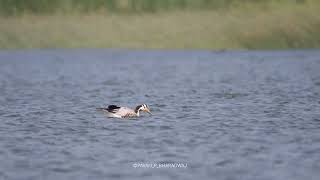 Bar headed goose at Mysore  4K video [upl. by My]