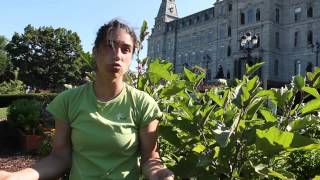 UN JARDIN SUR LE TOIT  Documentaire [upl. by Adnorrehs]