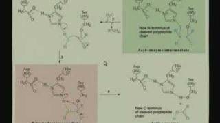 Lecture  11 Enzyme Mechanisms II [upl. by Yssej]