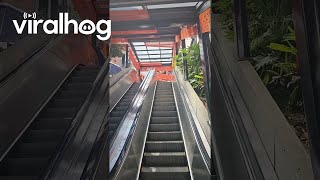 Dog Has Fun On Escalator Rides  ViralHog [upl. by Mylo966]