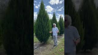 The Tree Planters Presents Brodie Eastern Red Cedar and Robin Blue Southern Red Cedars [upl. by Werda627]