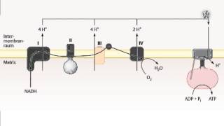 Duale Reihe Biochemie  Atmungskette [upl. by Orpheus]