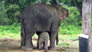 Cutest Baby Elephant Running to its Mom After Sensing Danger [upl. by Aicena284]