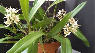 SUS PROSTHECHEA FRAGANS [upl. by Franny]