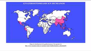 PARÁSITO GNATHOSTOMA SPP [upl. by Lydell]