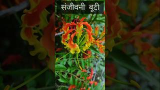 Sanjeevni buti or Agnishikha buti जानिए इन बूटियों के गुण [upl. by Cosme]