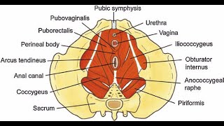 Muscles that make the Perineal body External anal sphincter Bulbospongiosus Levator ani Deep and [upl. by Tedi]