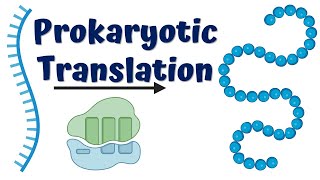 Prokaryotic Translation Initiation [upl. by Imojean151]