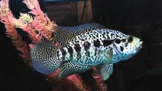 Darth Sidious  Male Jaguar Cichlid Update 1 [upl. by Riti442]