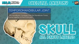 Skull Anatomy  With Labels Updated Version [upl. by Browning]