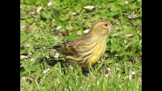 Europese kanarie heeft een voederplek met zwarte zonnebloempitten in de tuin ontdekt [upl. by Eniluqaj]