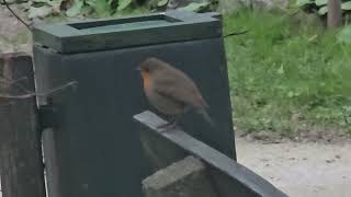 20241114 LJUBLJANA Botanični vrt PASSERIFORMES Erithacus rubecula TAŠČICA [upl. by Enyalahs]