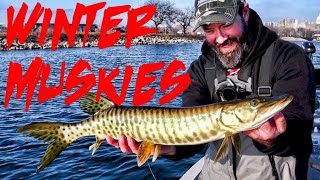 LAST CHANCE MUSKY FISHING  Catching Muskies the Day Before Season Closes [upl. by On527]