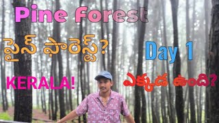 Pine Forest Vagamon Kerala  Telugu  Vagamon kerala  How to go Pine forest in telugu  Jeep ride [upl. by Lasko]