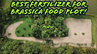 How To Fertilize Your Brassica Food Plot [upl. by Atiuqad341]