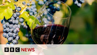 How is Scandinavia growing its wine industry  BBC News [upl. by Verneuil92]