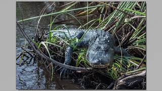 Photos taken while visiting Everglades National Park  December 2019 [upl. by Razid]