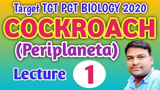 Periplaneta americana cockroach phylum Arthopoda  characteristics of periplaneta for TGT PGT NEET [upl. by Enidlarej]