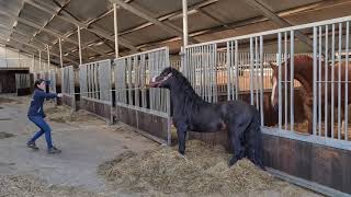 Johnny the wild stallion shorts video  Friesian Horses [upl. by Ennaid]