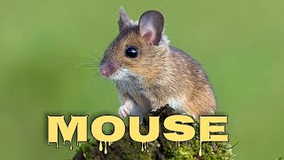 Mouse sounds for cats mice squeaking [upl. by Anohs881]