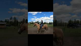 THE TROT HOW TO SIT WITHOUT BOUNCING🐎horse horseriding horsemanship [upl. by Norra469]