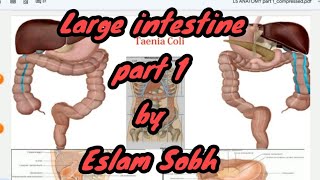 Large intestine Anatomy part 1  Eslam Sobh [upl. by Fish]