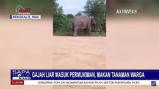 Gajah Liar di Bengkalis Masuk Permukiman Makan Tanaman Warga [upl. by Aneema]