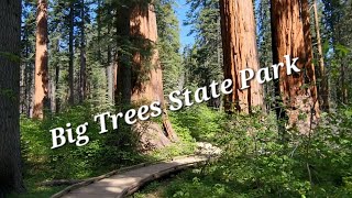 Calaveras Big Trees State Park  North Grove Loop Trail Dogwoods in bloom with the Sequoias [upl. by Drawoh]