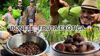 Corte de “BONETES”Haciéndolos ENMIELADOSFruta exótica de talla mundial 😱 [upl. by Dahcir]