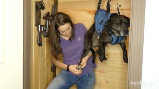 How To Clip Dog Nails When They Wont Stay Still [upl. by Nowd]