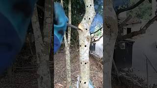 The Aquilaria trees are intentionally wounded to quickly obtain natural agarwood resin agarwood [upl. by Lladnek]