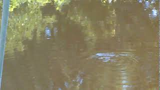 Keene NH Ashuelot River Park Turtle Swim [upl. by Ysor]