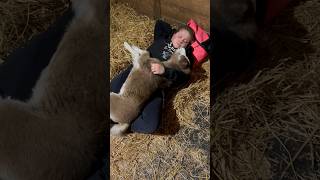 Baby Horse Napping With Girl horse pony mini minihorse barn farm sweet cute [upl. by Rhianon257]