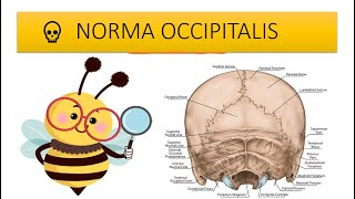 Skull  Posterior view or Norma Occipitalis easy anatomy Hindi [upl. by Rivers390]