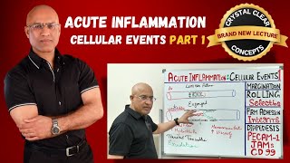 Acute Inflammation Cellular Events  Margination  Immunology  Part 1 [upl. by Adnawt]