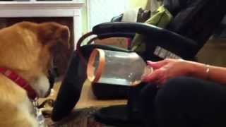 Nebulizing your dog happily [upl. by Consalve]