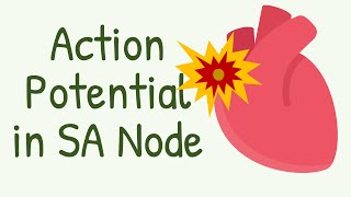 Action Potential In SA Node  Primary Pacemaker of the Heart [upl. by Aiotal]