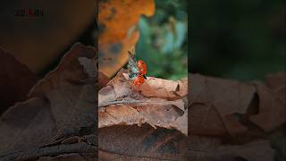 Дивовижні крила сонечка макро coccinellidae cinematic naturemood insects ladybug ladybird [upl. by Nosahc]