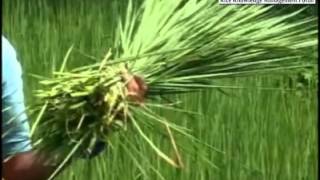 Hybrid Rice Seed Production Technology in englishmp4 [upl. by Weatherley]