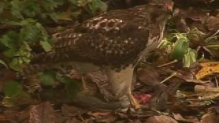 Hawk eating Squirrel for Lunch [upl. by Amehr]