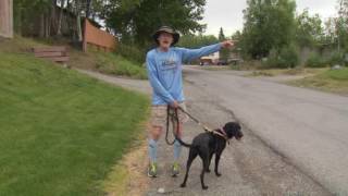 Video Dog saves owner from moose attack [upl. by Harberd247]