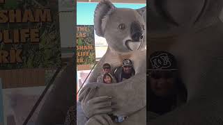 Caversham Wildlife Park sunset family familyvlog animals australia nativeanimals trending [upl. by Eeresid877]