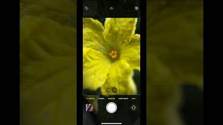 Macro photography with mobile and macro lens shorts macrophotography shortsfeed [upl. by Horgan]