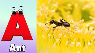 Insects ABC Song  Insects Alphabet Song  Phonics for Kids  Alphabet Letters [upl. by Magdau]