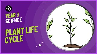 Plants Y3 Lesson 6 Plant Life Cycle [upl. by Carce481]