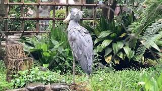 Moving Shoebill Stork With Subs [upl. by Magulac]