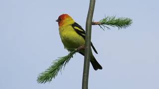 Western Tanagers [upl. by Llewoh681]