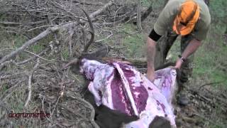 Sambar stag  caping amp butchering [upl. by Wesla711]