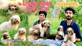 Shih Tzu  Lhasa Apso  നല്ല ക്യൂട്ട് പപ്പീസിനെ വാങ്ങാം Dog kennel kerala  Dog Farming dog [upl. by Annawahs379]