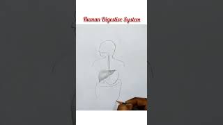 How to draw HUMAN DIGESTIVE SYSTEM  Alimentary canal  Diagram  NCERT  Biology  school kids [upl. by Nahrut43]